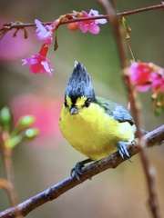 Machlolophus holsti