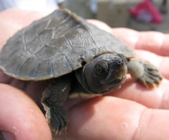 Southern River Terrapin photo 5