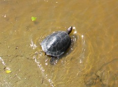 Southern River Terrapin photo 4