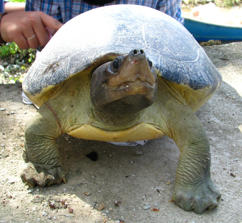 Southern River Terrapin