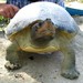 Southern River Terrapin - Photo (c) John Howes, some rights reserved (CC BY-NC), uploaded by John Howes