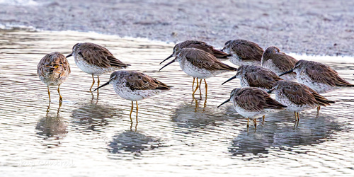 Stilt Sandpiper (Calidris himantopus), photo 8