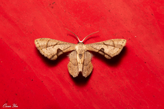 Phazaca kosemponicola