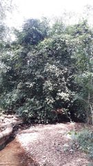 Hydnocarpus pentandrus