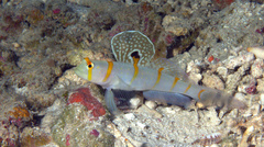 Amblyeleotris randalli