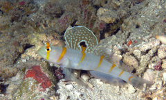 Amblyeleotris randalli