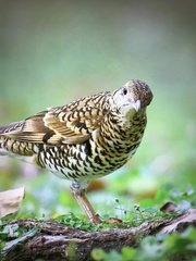 Zoothera aurea
