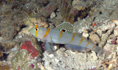 Amblyeleotris randalli