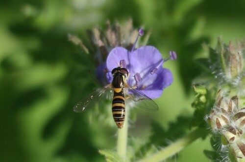 Unknown species found near University, Riverside, CA 92507, USA