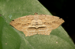 Calletaera postvittata