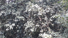 Hydnocarpus pentandrus