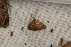 Anomocentris trissodesma