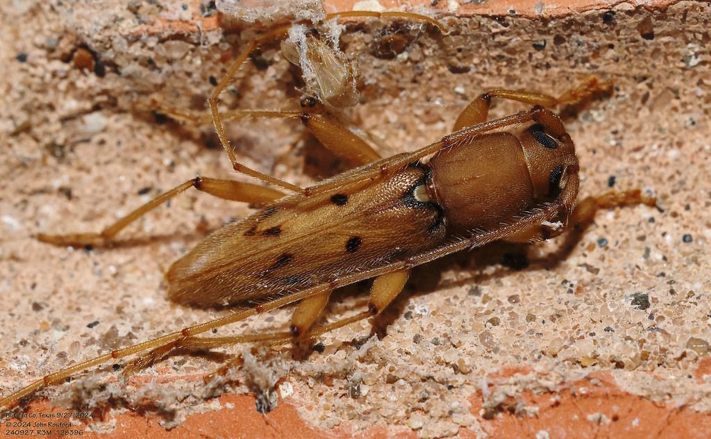 Achryson surinamum