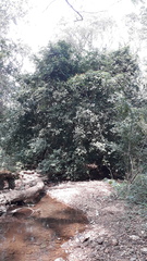 Hydnocarpus pentandrus