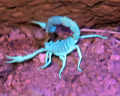 Parabuthus capensis