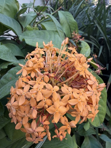 Ixora coccinea