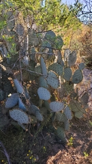 Opuntia gosseliniana