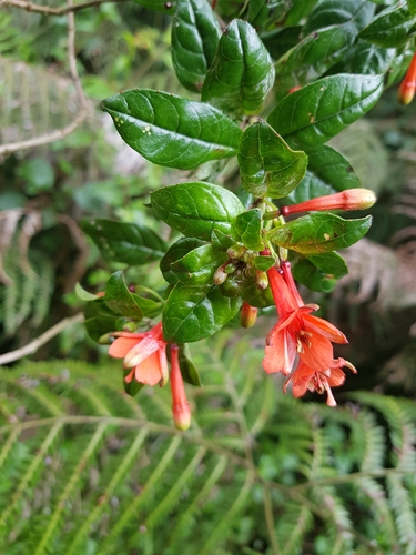 Fuchsia loxensis, photograph 4