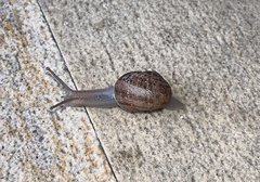 Cornu aspersum