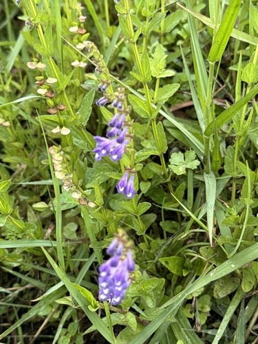 Scutellaria barbata, photograph 2