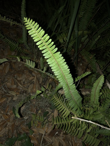 Nephrolepidaceae image