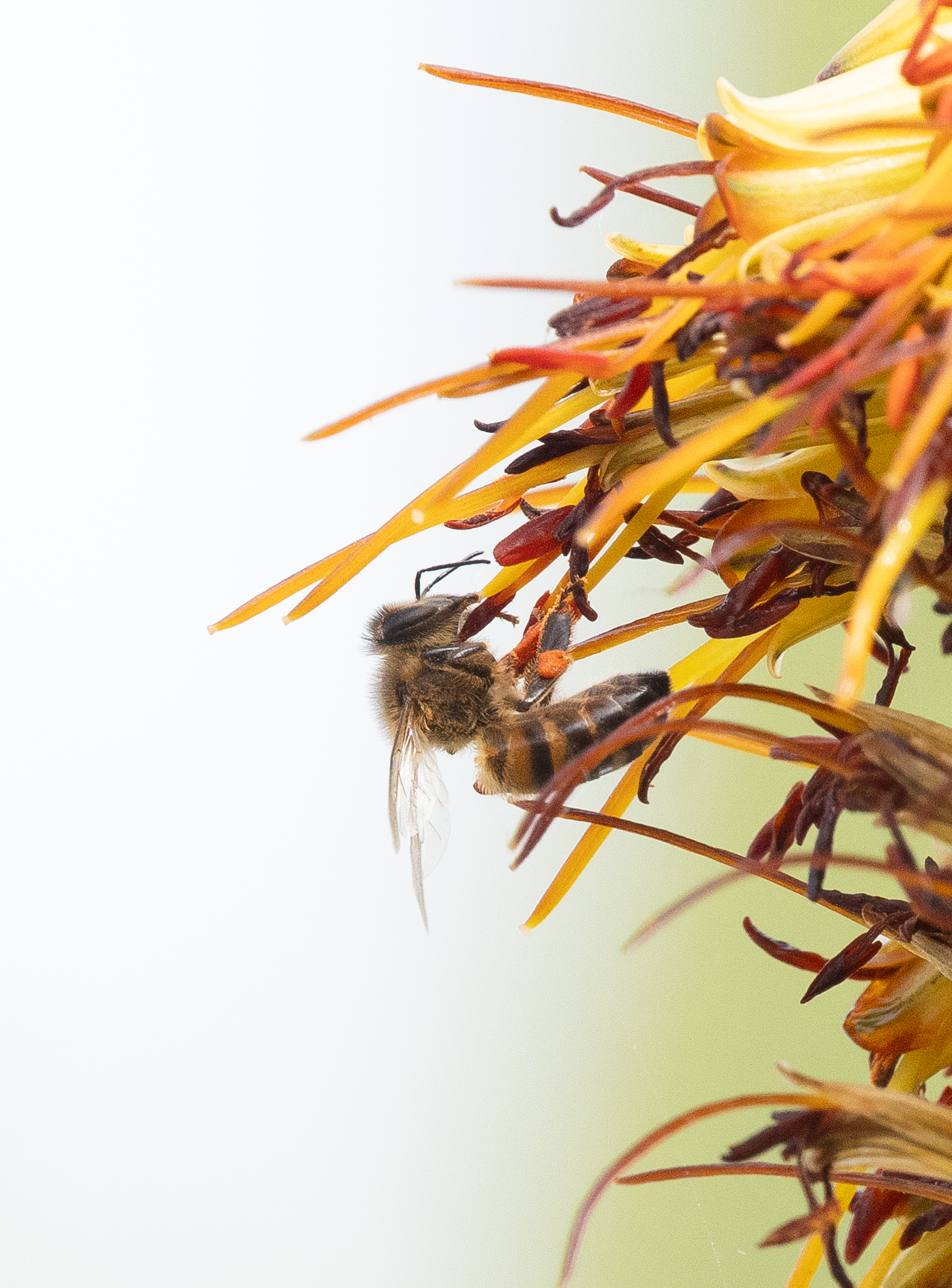 Abeja melífera europea
