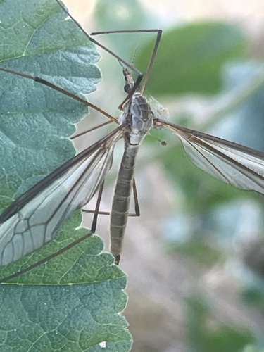 Unknown species found near River View Golf Course, Santa Ana, CA, US
