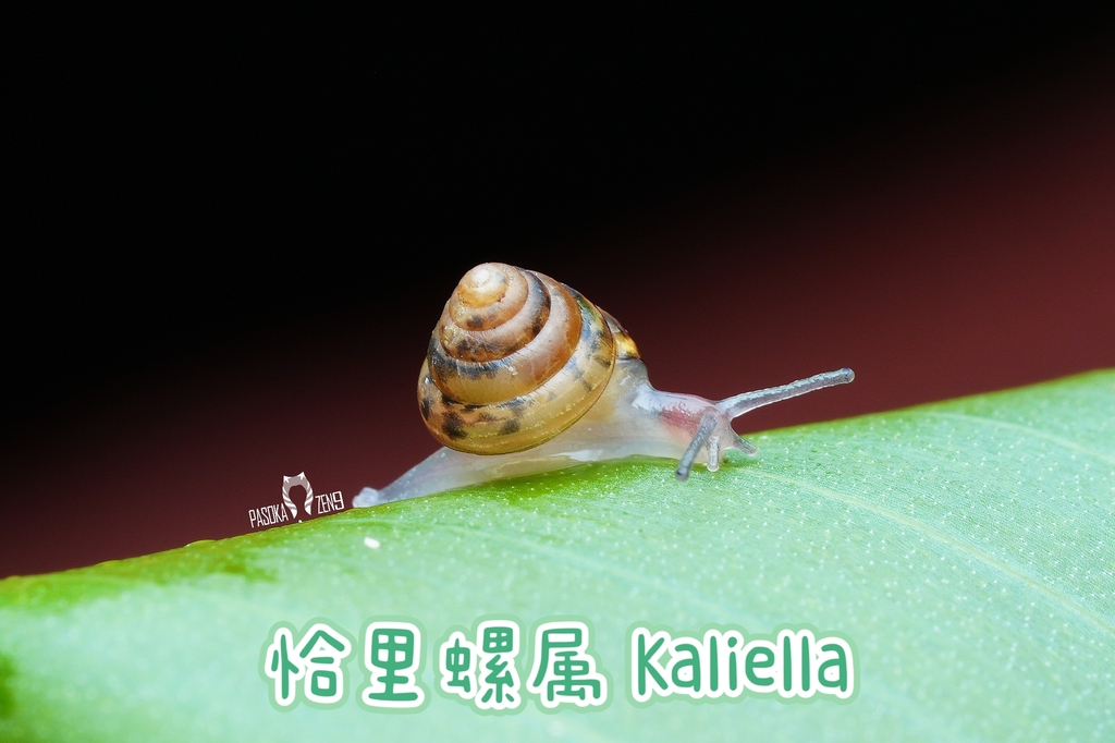 Kalia Insect Kaliella from 马来西亚沙巴京那巴当岸河 on February 24, 2026 at 11:38 AM by 帕索卡 ...