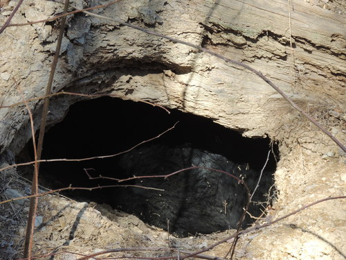 American Black Bear photographed in West Virginia