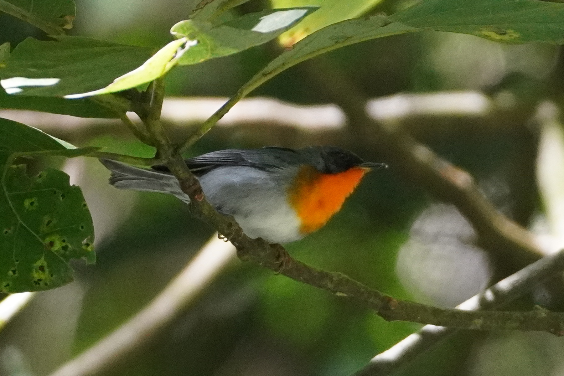 Flame-throated Warbler (Oreothlypis gutturalis), photo 2