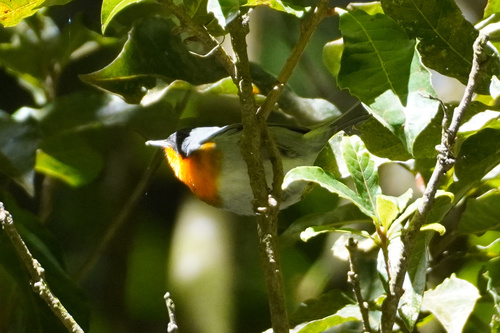 Flame-throated Warbler (Oreothlypis gutturalis), photo 10