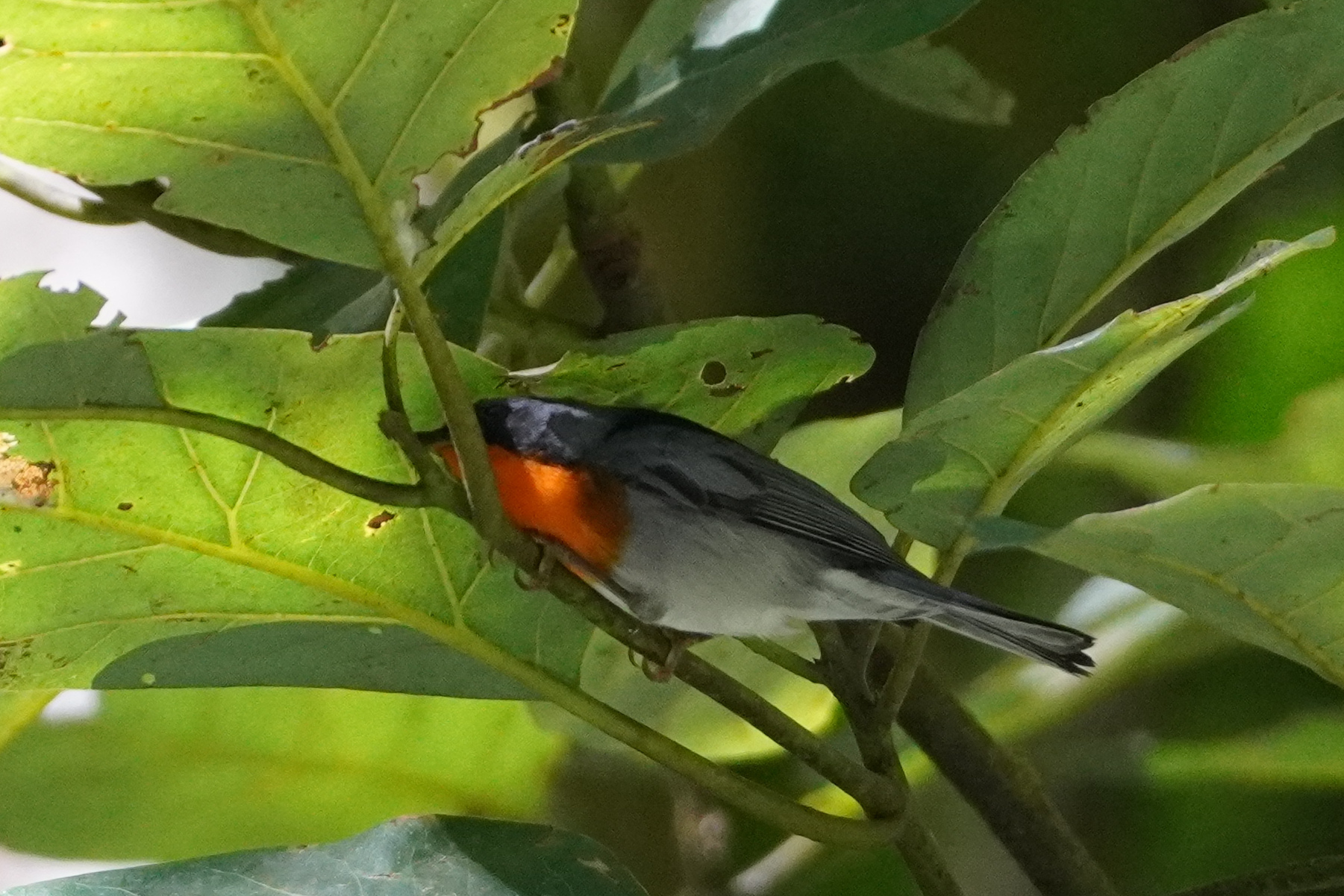 Flame-throated Warbler (Oreothlypis gutturalis), photo 3