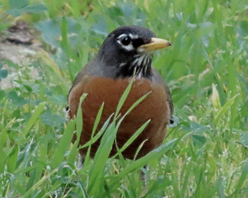 American Robin