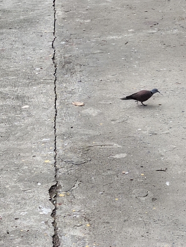 Red Collared-Dove
