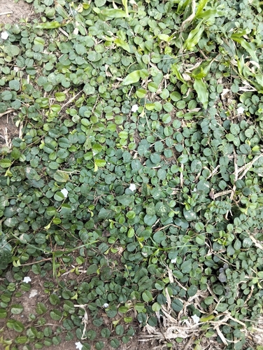 Dwarf Morning Glory