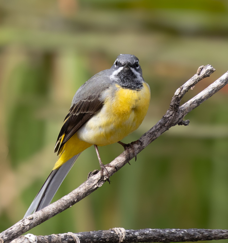 Grey Wagtail