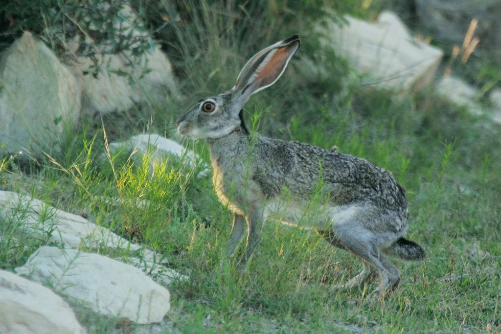 Black-tailed Jackrabbit