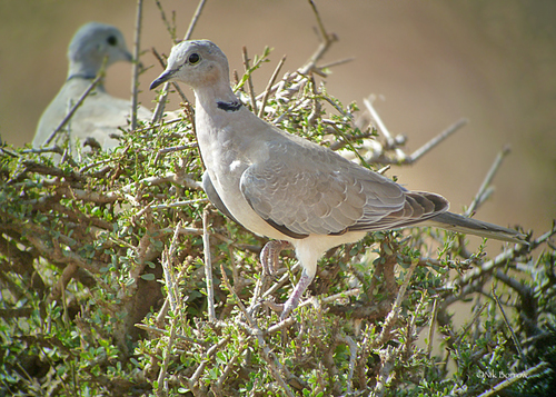 Somali Ring-necked Dove