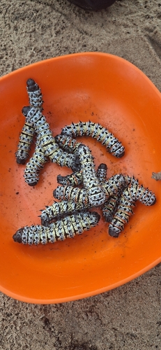 Mopane Worm