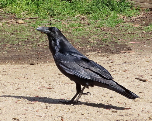 Common Raven