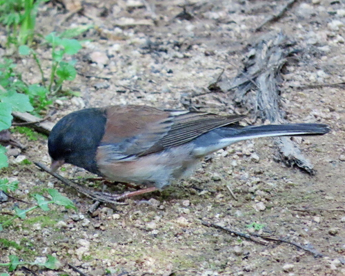 Dark-eyed Junco