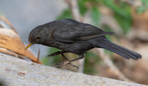 Common Blackbird