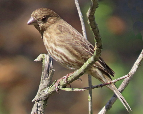 House Finch