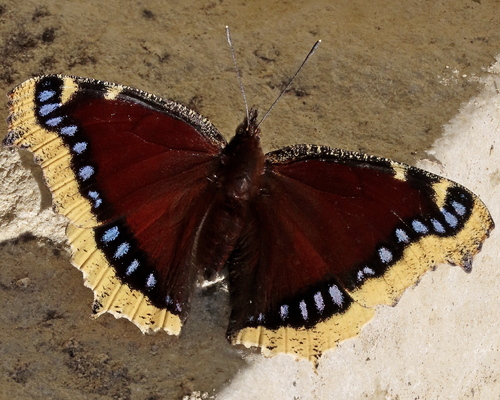 Mourning Cloak