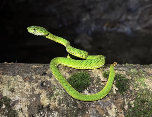 Trimeresurus calamitas