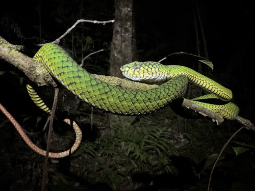 Trimeresurus calamitas