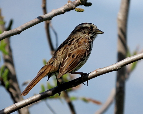Song Sparrow