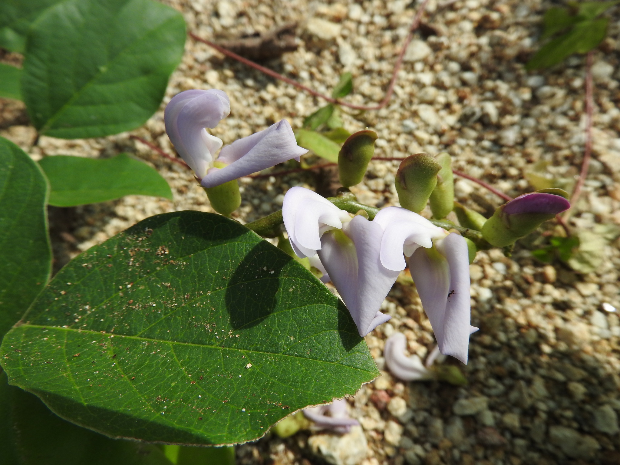 Brazilian Jackbean (Canavalia brasiliensis)