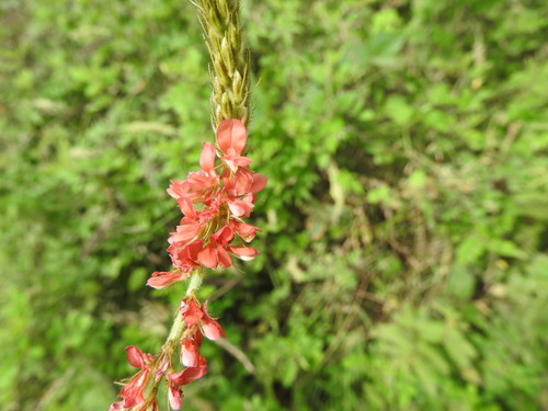 hairy indigo (Indigofera hirsuta)