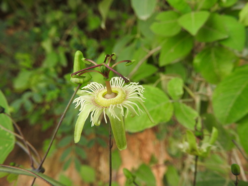 Mexican passionflower (Passiflora mexicana)